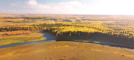 Тест по окружающему миру: Тундра (4 класс)