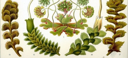 Тест по биологии: Печёночные мхи (5-6 класс)