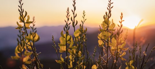 Тест по географии: Почему утром и вечером холоднее, чем днём (5-6 класс)