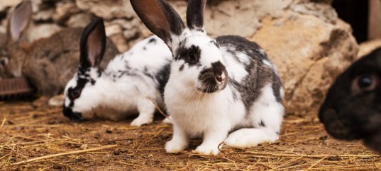 Тест по биологии: Звероводство (8 класс)