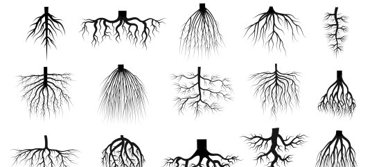 Тест по биологии: Типы корневых систем (5-6 класс)