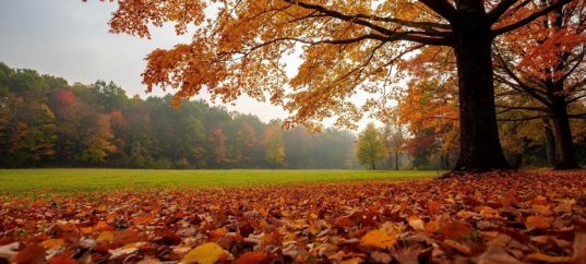 Тест по биологии: Выделение у растений (6 класс)