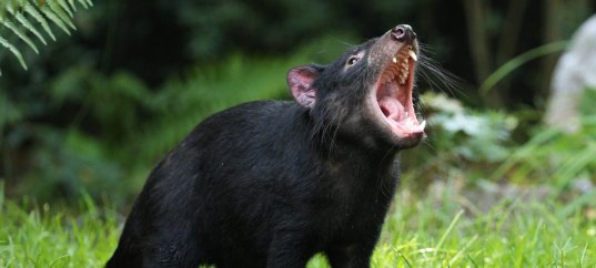 Тест по биологии: Укусы диких животных (11 класс)