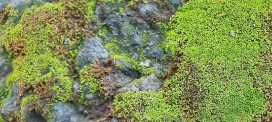 Тест по биологии: Размножение лишайников (5-6 класс)