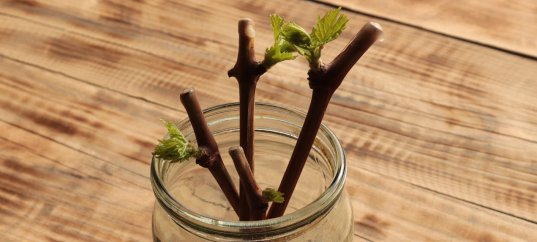 Тест по биологии: Вегетативное размножение растений (6 класс)