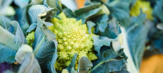 Тест по биологии: Культурные растения семейства Крестоцветные (7 класс)