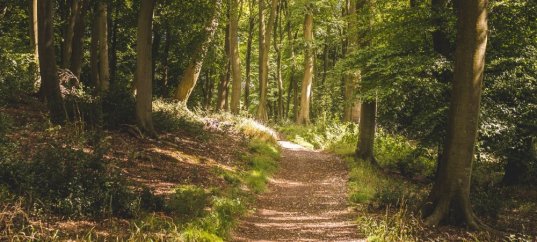 Тест по окружающему миру: Экологические проблемы и охрана природы в лесных зонах (4 класс)