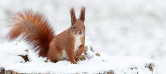 Тест по окружающему миру: Живая природа зимой (2 класс)