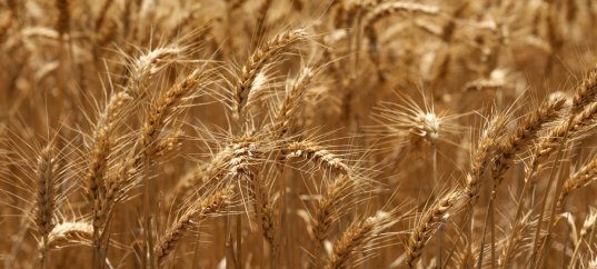 Тест по биологии: Семейства покрытосеменных растений (5-6 класс)