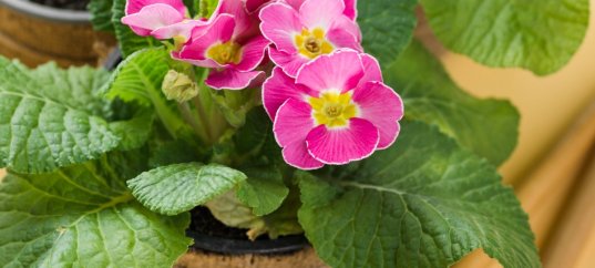 Тест по биологии: Размножение листовыми черенками (6 класс)