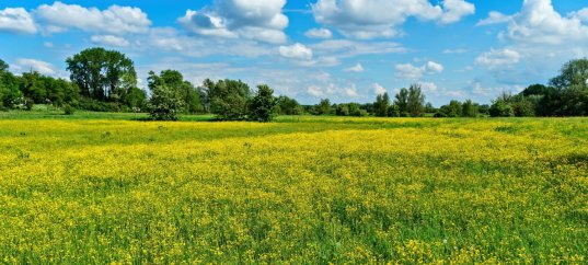 Тест по биологии: Среда обитания растений (7 класс)