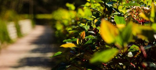 Тест по окружающему миру: Дикорастущие и культурные растения (2 класс)