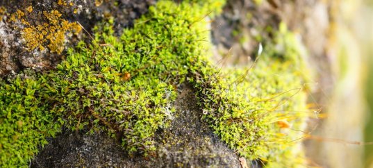 Тест по биологии: Особенности строения и распространения мхов (5-6 класс)