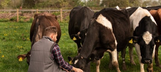 Тест по биологии: Животноводство (8 класс)