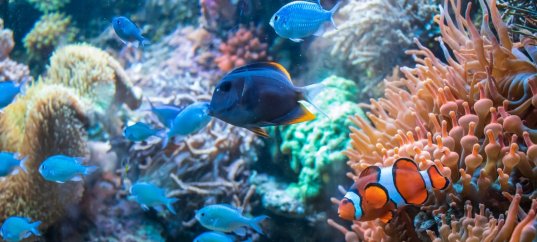 Тест по биологии: Водная среда обитания (5 класс)