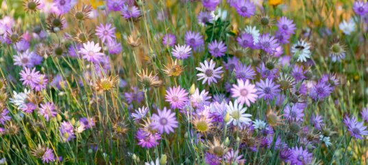 Тест по биологии: Покрытосеменные, или цветковые растения (5-6 класс)