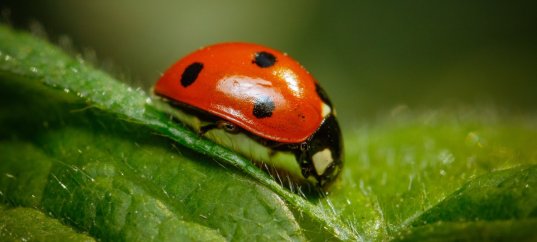 Тест по биологии: Животные сельскохозяйственных угодий (8 класс)