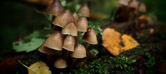 Тест по биологии: Симбиоз грибов и растений (7 класс)