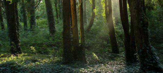 Тест по окружающему миру: Что такое лес (4 класс)