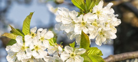 Тест по биологии: Семейства покрытосеменных растений (7 класс)