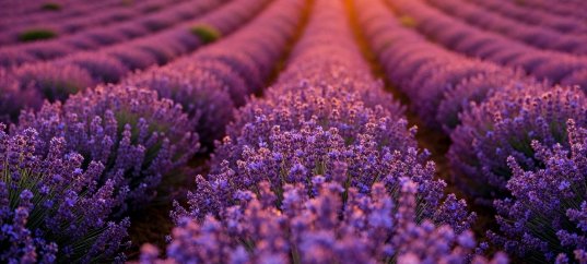 Тест по биологии: Значение покрытосеменны (цветковых растений) (5-6 класс)