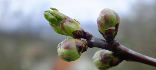 Тест по биологии: Строение почек растений (5-6 класс)