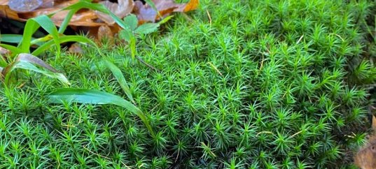 Тест по биологии: Листостебельные мхи (7 класс)