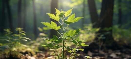 Тест по биологии: Обмен веществ — важнейший признак жизни растений (6 класс)