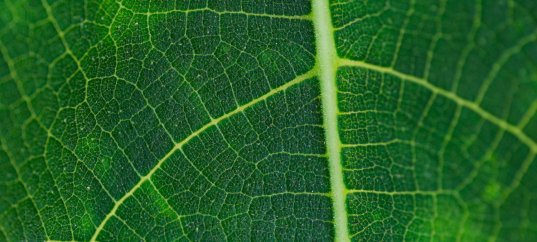 Тест по биологии: Строение жилок листа (5-6 класс)