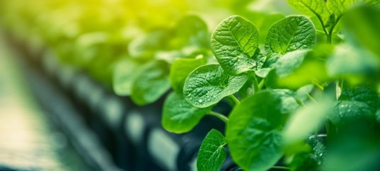 Тест по окружающему миру: Растениеводство (3 класс)