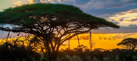 Тест по географии: Тропическая Африка и ЮАР (11 класс)