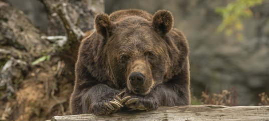 Тест по биологии: Органы выделения у позвоночных животных (8 класс)