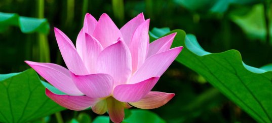 Тест по биологии: Развитие семенных растений (7 класс)