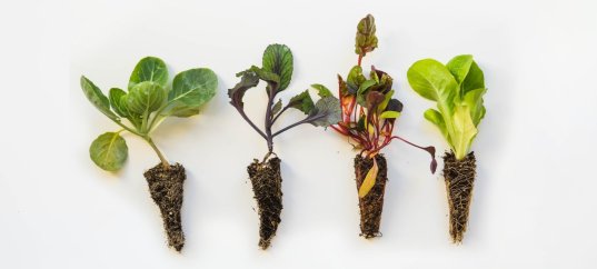 Тест по биологии: Бесполое размножение растений (6 класс)