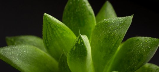 Тест по биологии: Характерные признаки растений (6 класс)