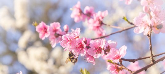 Тест по окружающему миру: Живая природа весной (2 класс)