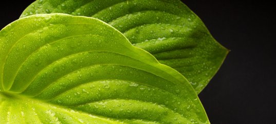 Тест по биологии: Внешнее строение листа (5-6 класс)