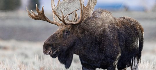 Тест по биологии: Характеристика животных (5 класс)