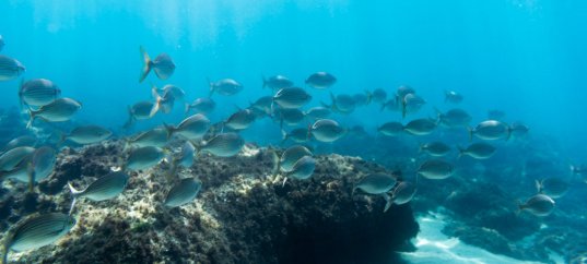 Тест по географии: Биологические ресурсы Мирового океана (10 класс)