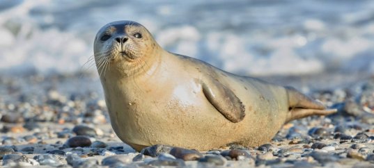 Тест по биологии: Ластоногие (8 класс)