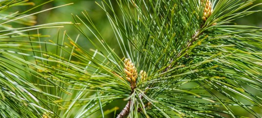 Тест по биологии: Отдел Голосеменные растения (7 класс)