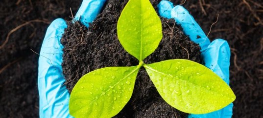 Тест по окружающему миру: Охрана растений (3 класс)