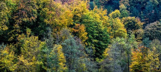 Тест по географии: В чём различие зоны смешанных и широколиственных лесов (8 класс)
