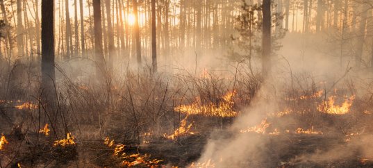 Тест по ОБЖ: Природная чрезвычайная ситуация (7 класс)