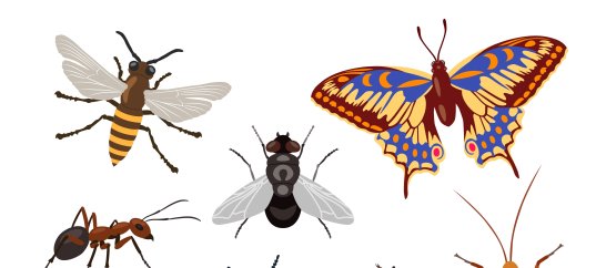 Тест по окружающему миру: Насекомые (2 класс)