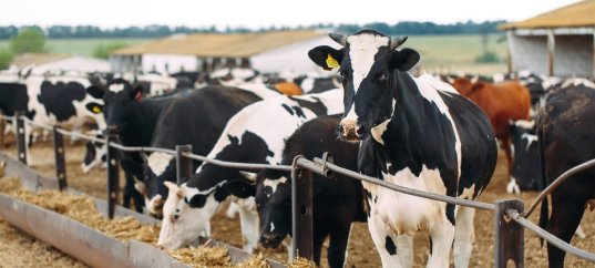 Тест по географии: Сельское хозяйство. Животноводство (9 класс)