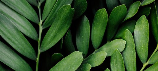 Тест по биологии: Характеристика Царства Растения (5-6 класс)