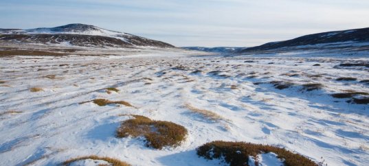 Тест по биологии: Тундра (5 класс)