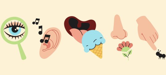 Викторина по физкультуре: Органы чувств (1-4 класс)