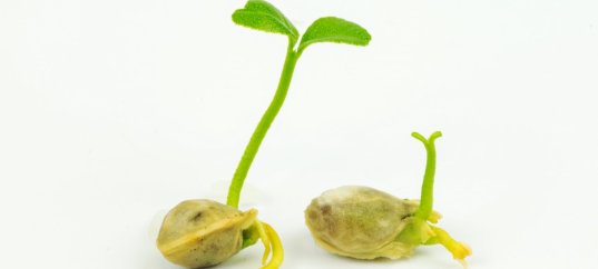 Тест по окружающему миру: Как развивается растение из семени (3 класс)